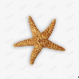 海星个人资料,揭秘这位多才多艺的年轻才俊