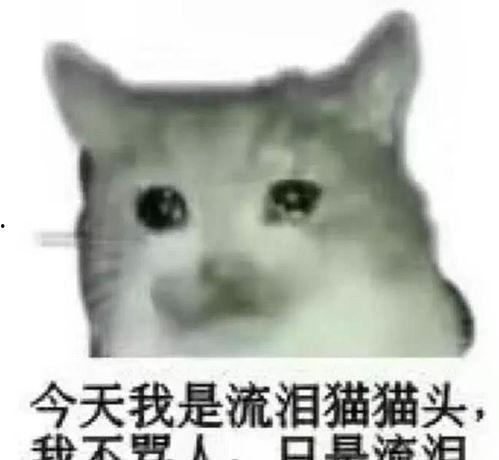 出门素颜了表情包,自信满满，出门素颜表情包带你轻松笑出声